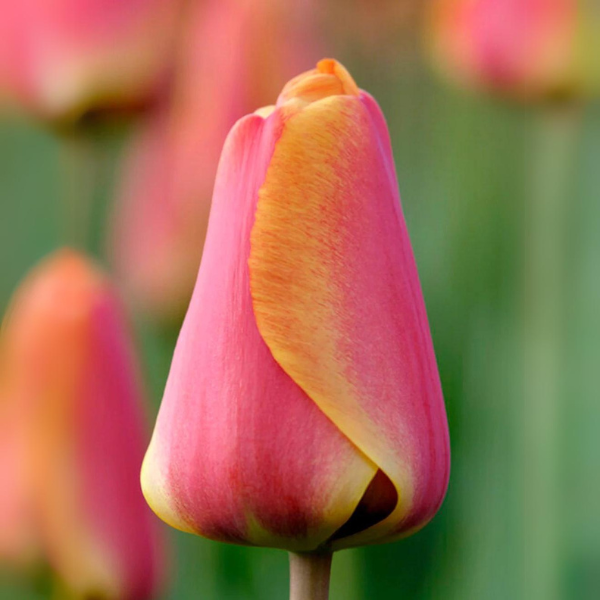 Tulip Apeldoorn’s Elite