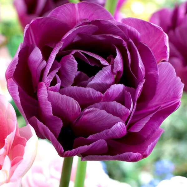 Tulip Blue Diamond