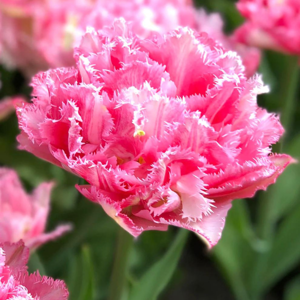 Tulip Crispion Sweet