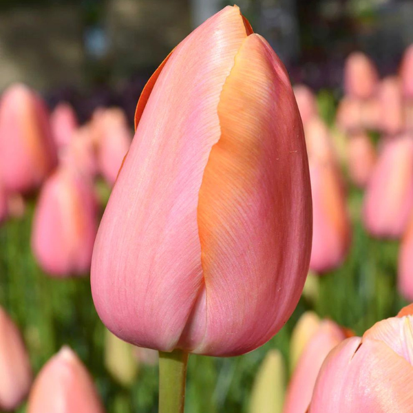 Tulip Dordogne