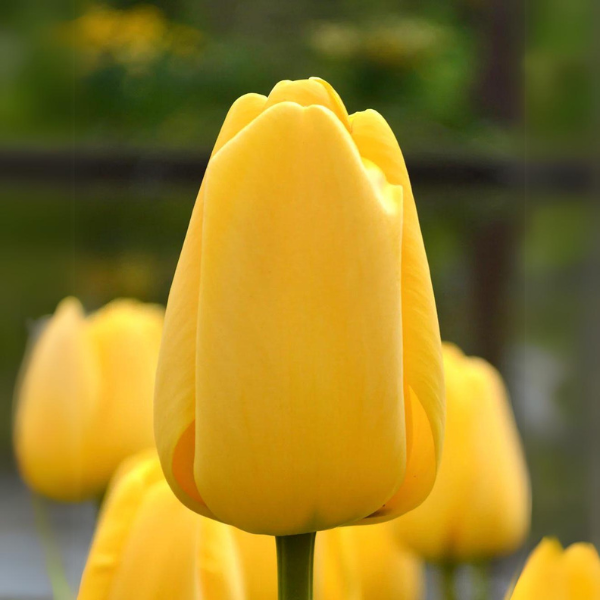 Tulip Golden Parade