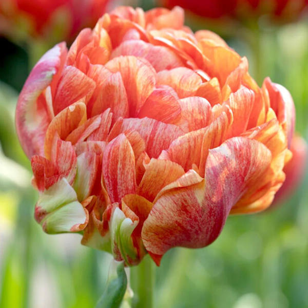 Tulip Gudoshnik Double