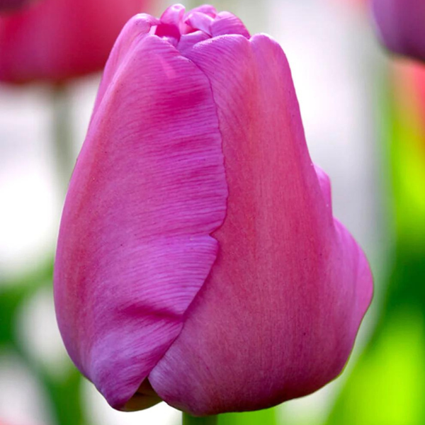 Tulip Purple Pride